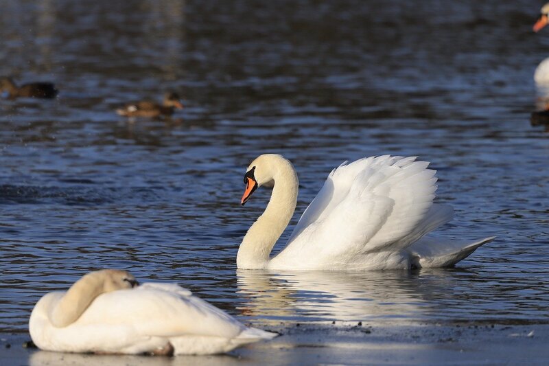 Christina9999 swans 10128328 1280