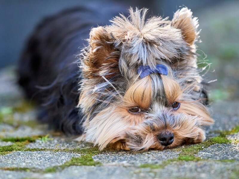 Erwinbosman dog 10129085 1280